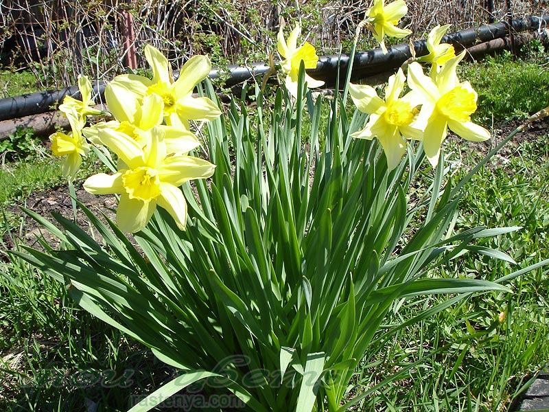 Нарцисс Стелла - Narcissus Stella - другие фото Нарцисс Стелла - Narcissus Stella - другие фото