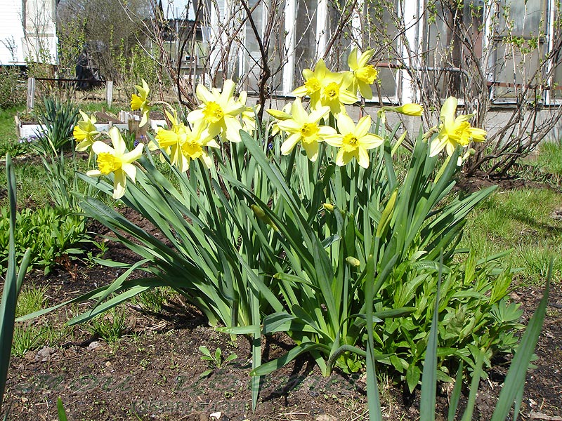 Нарцисс Стелла - Narcissus Stella - другие фото Нарцисс Стелла - Narcissus Stella - другие фото