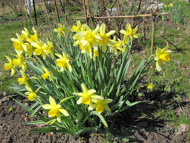 Нарцисс Стелла - Narcissus Stella - другие фото Нарцисс Стелла - Narcissus Stella - другие фото