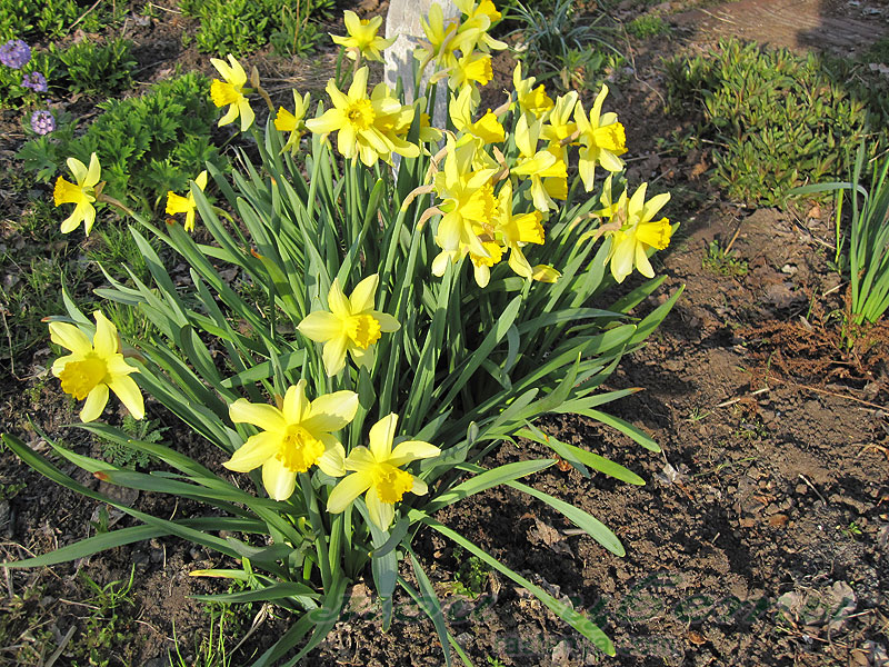 Нарцисс Стелла - Narcissus Stella - другие фото Нарцисс Стелла - Narcissus Stella - другие фото