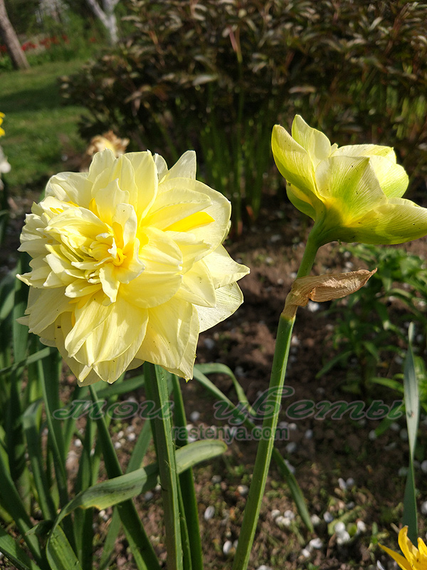 ������� ���� �������� - Narcissus Sweet Pomponette - ������ ����