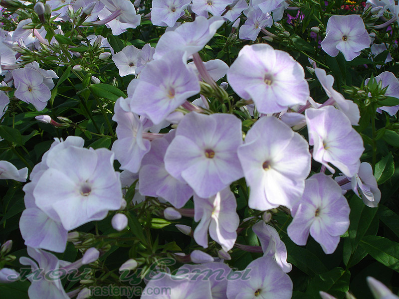 ����� ����������� ������ - Phlox paniculata Lubascha - ������ ����