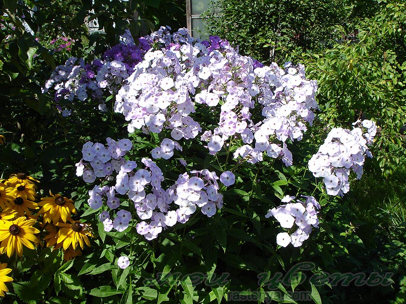 ����� ����������� ������ - Phlox paniculata Lubascha - ������ ����