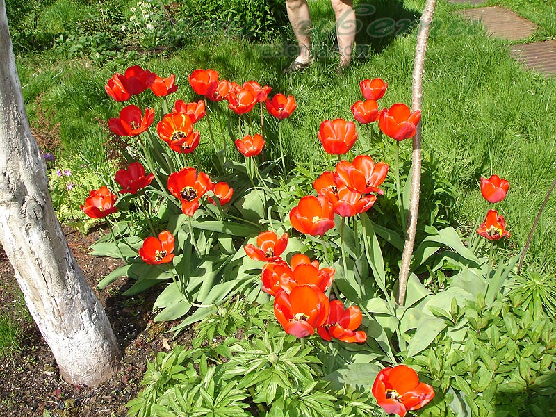 ������� Apeldoorn - ������ ����