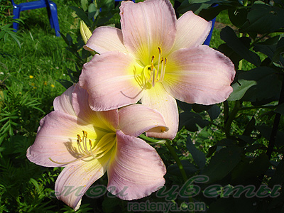 �������� - Hemerocallis Catherine Woodbery - ���������� 