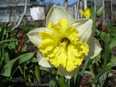 ������� ������� - Narcissus Cassata - ���������� 