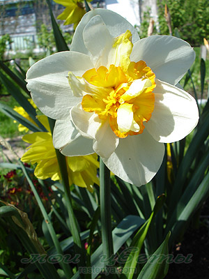 ������� ������ ����� - Narcissus Flower Drift - ���������� 