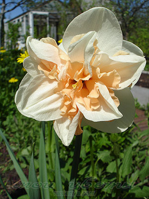 ������� ���� ����� - Narcissus Rosy Cloud - ���������� 
