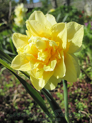 ������� ������ - Narcissus Safina - ���������� 