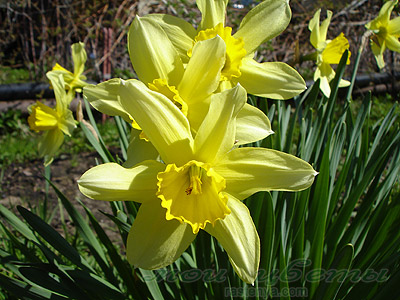Нарцисс Стелла - Narcissus Stella - Фотографии