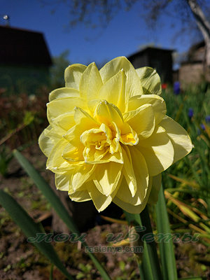 ������� ���� �������� - Narcissus Sweet Pomponette - ���������� 