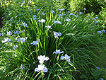 ����������  ���� ��������� - Iris sibirica