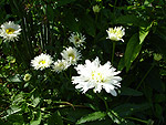 ����������  ���������� ������������  -  Chrysanthemum vulgare - ������� ������������ - Leucanthemum vulgare