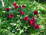 ����������  ���� ����������� - Paeonia
