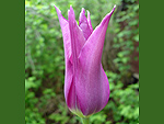 ����������  ������� Purple Dream